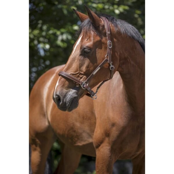 Licol cuir NORTON PRO "Grooming" – Image 3