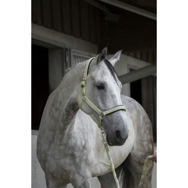 Licol + longe EQUITHÈME "Satiné" – Image 8