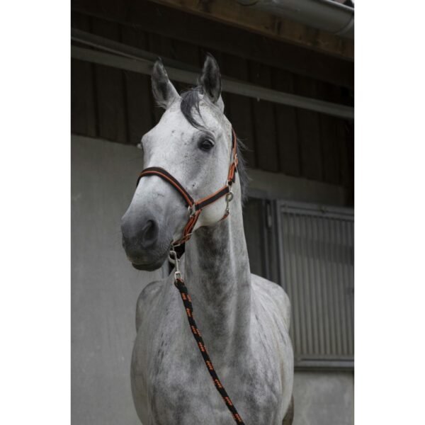 Licol + longe EQUITHÈME "Satiné" – Image 9