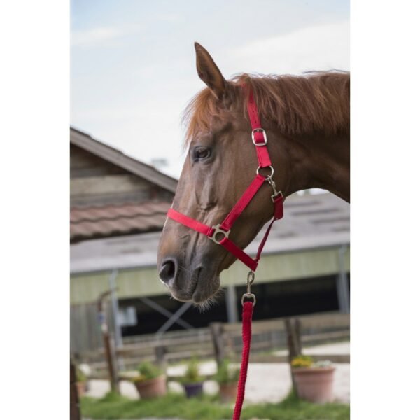 Licol + longe RIDING WORLD "Club" – Image 2