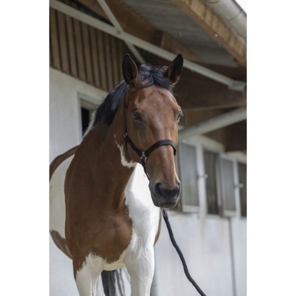 Licol + longe RIDING WORLD "Club" – Image 13