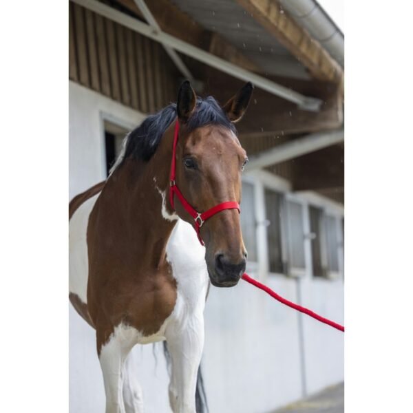 Licol + longe RIDING WORLD "Club" – Image 14