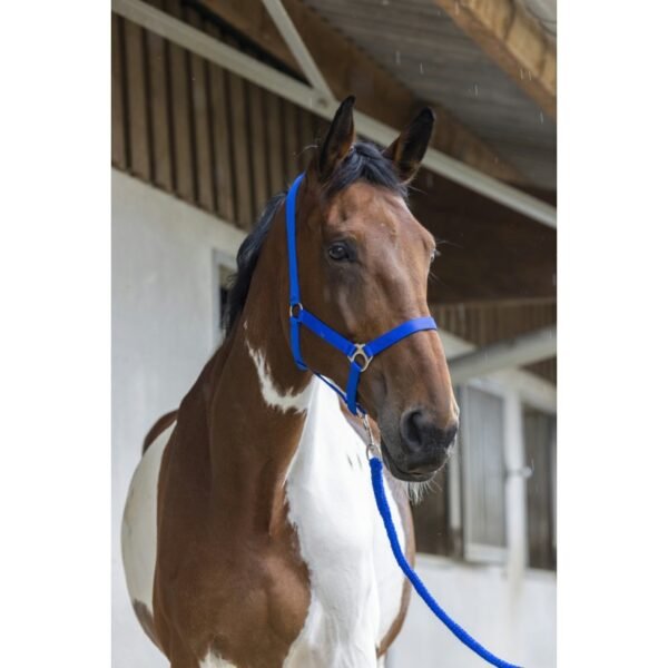 Licol + longe RIDING WORLD "Club" – Image 15