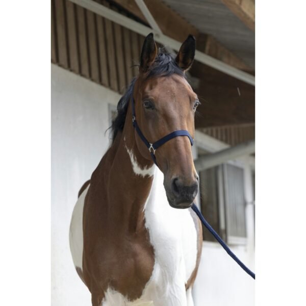 Licol + longe RIDING WORLD "Club" – Image 16