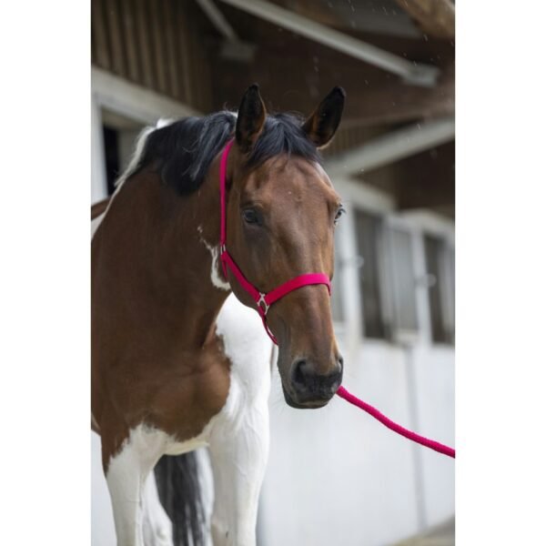Licol + longe RIDING WORLD "Club" – Image 17