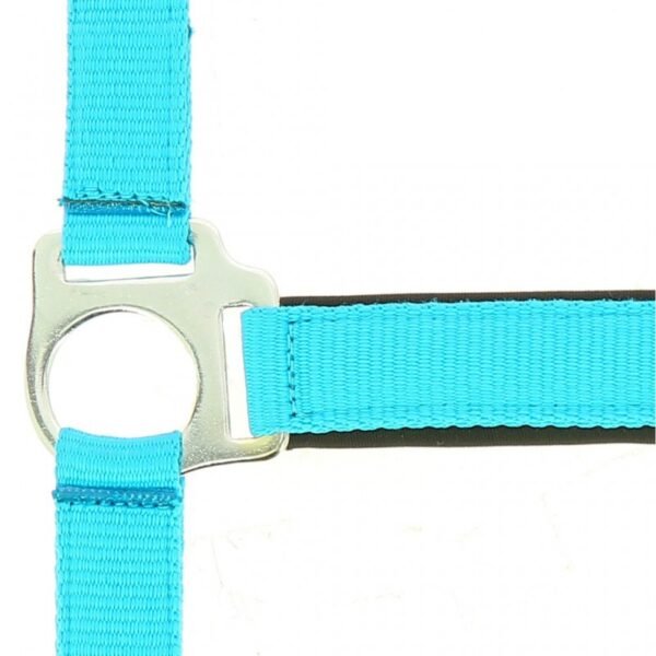 Licol NORTON "Fluo" doublé – Image 11