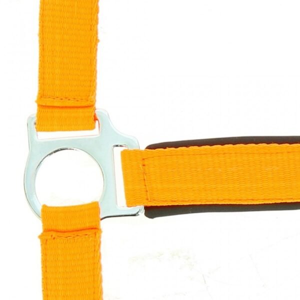 Licol NORTON "Fluo" doublé – Image 9