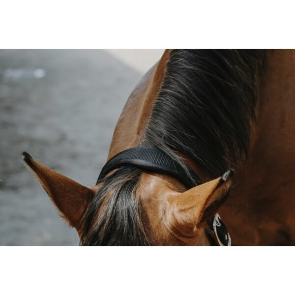 Licol nylon EQUITHÈME - Protector – Image 16