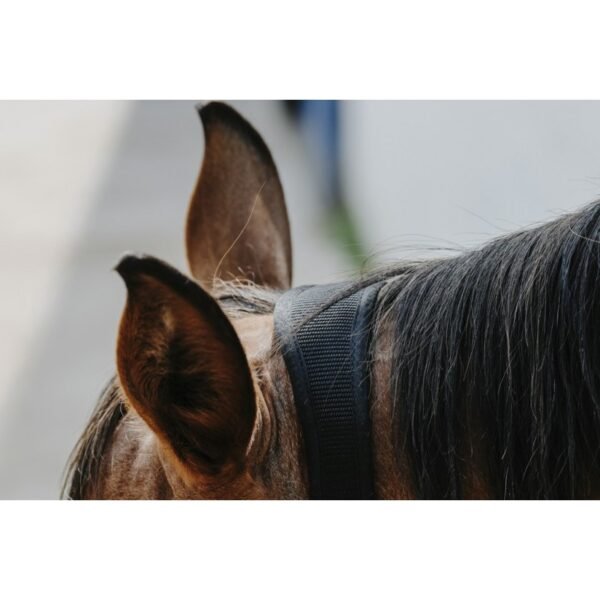 Licol nylon EQUITHÈME - Protector – Image 17