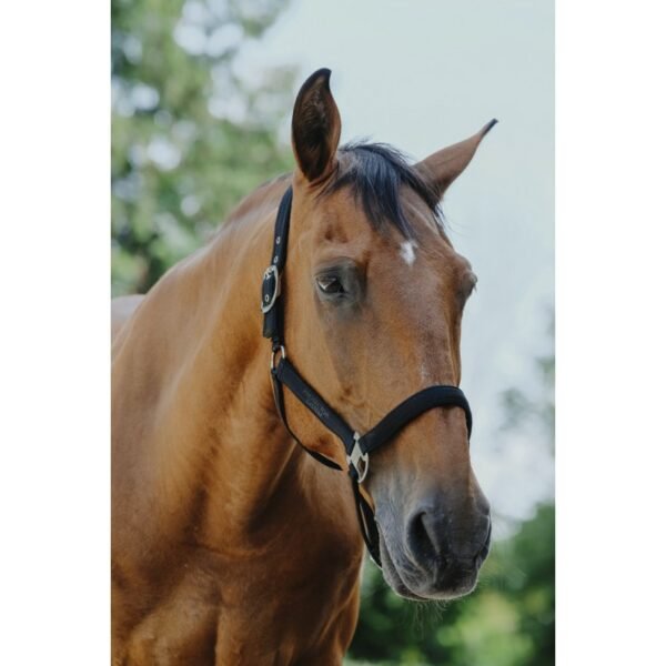 Licol nylon EQUITHÈME - Protector – Image 10