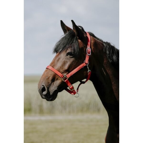 Licol RIDING WORLD - Cushion – Image 3