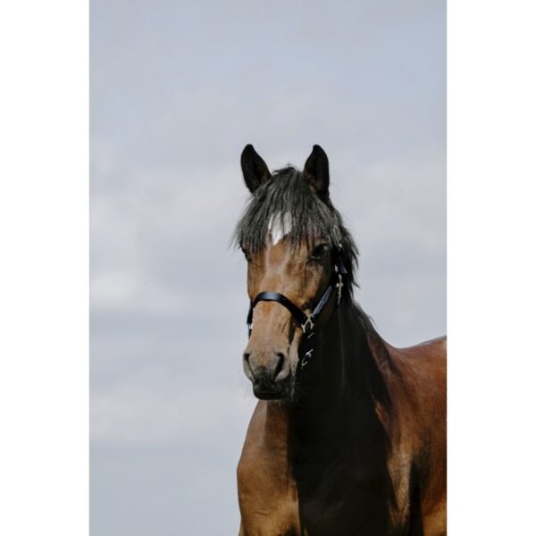 Licol RIDING WORLD - Cushion – Image 5