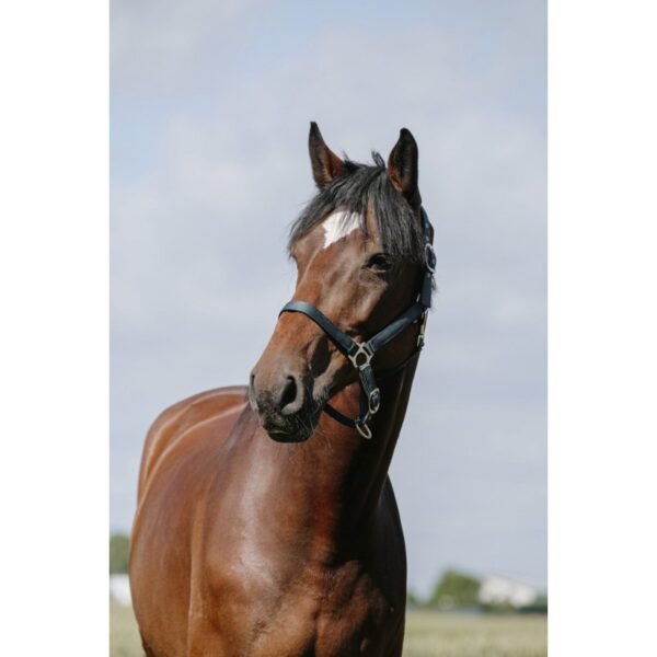 Licol RIDING WORLD - Cushion – Image 7