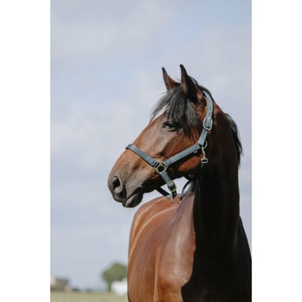 Licol RIDING WORLD - Cushion – Image 8