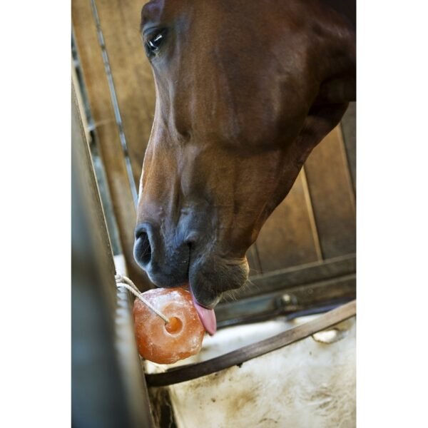 Pierre à sel HIPPOTONIC de l'Himalaya – Image 2