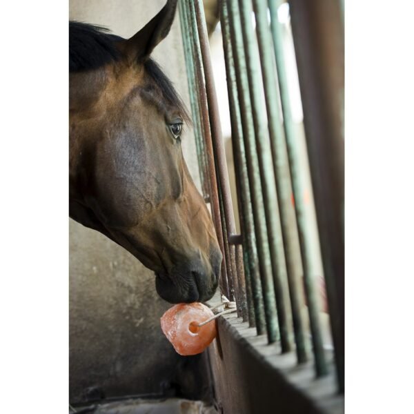 Pierre à sel HIPPOTONIC de l'Himalaya – Image 4